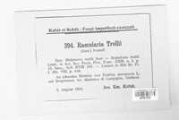 Ramularia trollii image